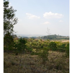 Le déca de Lolo, origine Colombie